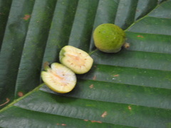 Artocarpus gomezianus