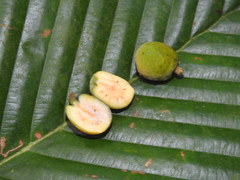 Artocarpus gomezianus