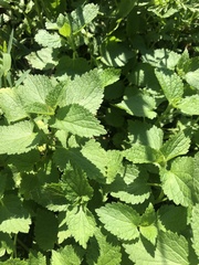 Nepeta cataria