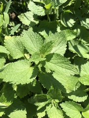 Nepeta cataria