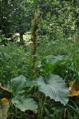 Rumex alpinus