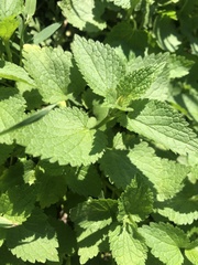 Nepeta cataria