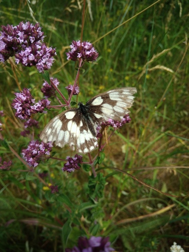 Šahovnica (Melanargia galathea)