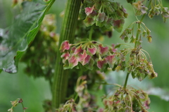 Rumex alpinus