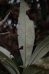 Olearia viscosa