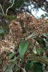 Olearia viscosa