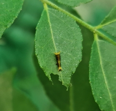 Papilio polytes romulus