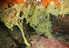 Clathrina clathrus