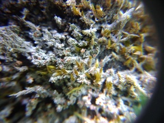 Bilimbia sabuletorum