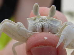 Ocypode ryderi
