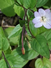 Epilobium montanum