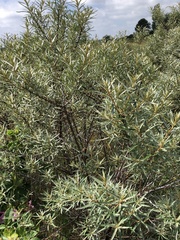 Hippophae