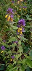 Melampyrum italicum