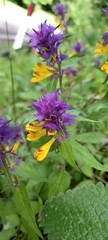 Melampyrum italicum