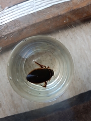 Dytiscus marginalis