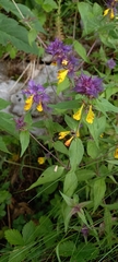 Melampyrum italicum