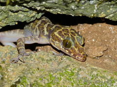 Cyrtodactylus consobrinus