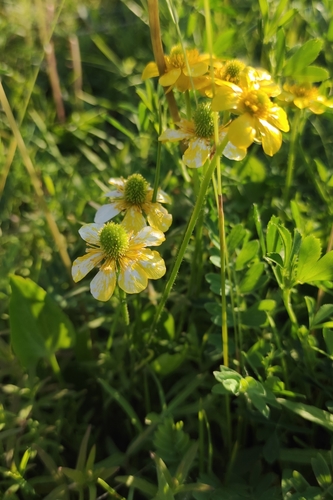 Image of Halerpestes Ruthenica (Halerpestes ruthenica) by (c) Юлия, some rights reserved (CC BY)