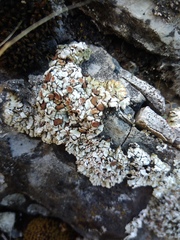 Squamarina cartilaginea