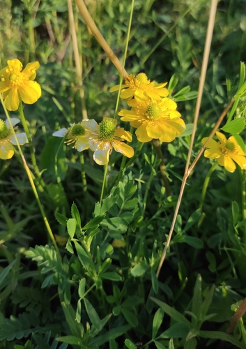 Image of Halerpestes Ruthenica (Halerpestes ruthenica) by (c) Юлия, some rights reserved (CC BY)