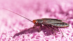 Oxyhaloa deusta