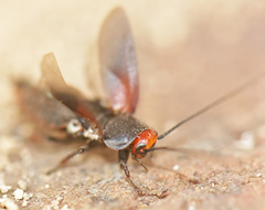 Oxyhaloa deusta