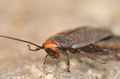Oxyhaloa deusta