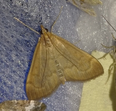 Anania fuscalis
