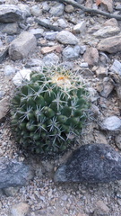 Coryphantha robustispina