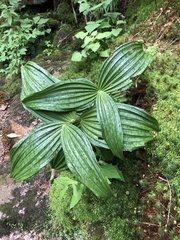 Veratrum lobelianum