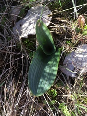 Piperia