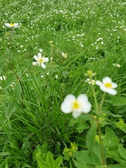Ranunculus aconitifolius