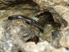 Cryptoblepharus africanus