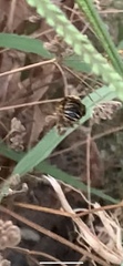 Anthophora californica