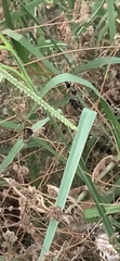 Anthophora californica