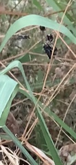 Anthophora californica