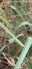 Anthophora californica