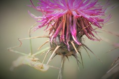 Centaurea carduiformis
