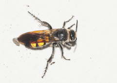 Dielis trifasciata