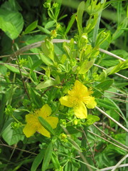 Hypericum kalmianum