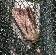 Mythimna anderreggii