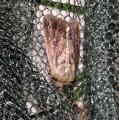 Mythimna anderreggii