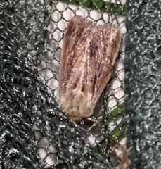 Mythimna anderreggii