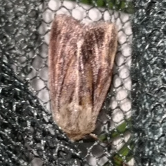 Mythimna anderreggii