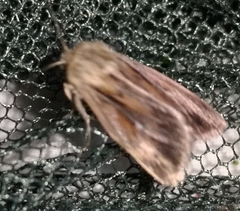 Mythimna anderreggii