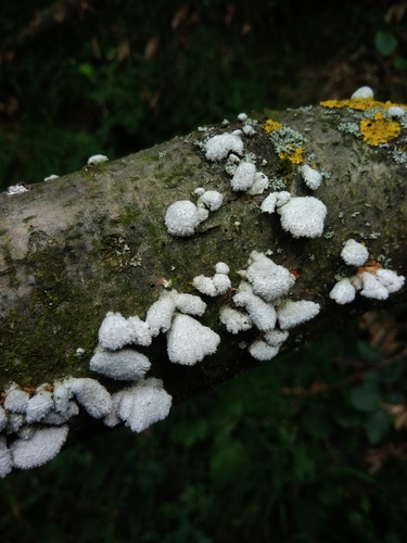 klanolupeňovka obyčajná (Schizophyllum commune)