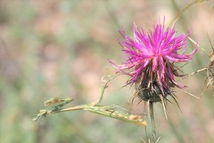 Centaurea carduiformis