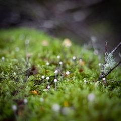 Mycena stevensoniae