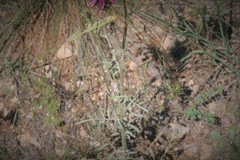 Centaurea carduiformis