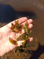 Potamogeton perfoliatus